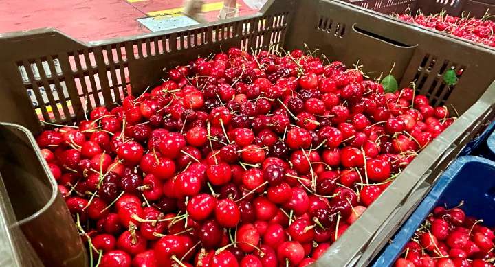 Abonan el segundo pago de la ayuda excepcional al sector de la cereza a 186 agricultores