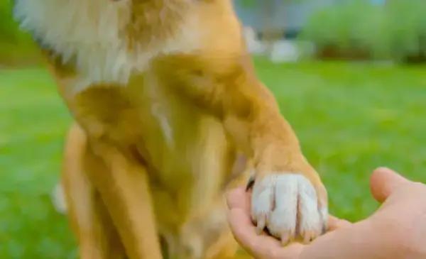 ¿Por qué los perros nos tocan con la pata? Qué significa ese gesto