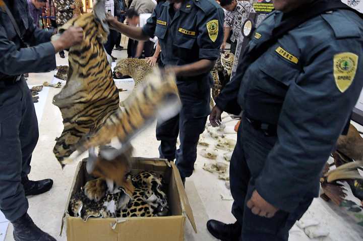 As Countries Take Steps to Protect Wildlife in Legal Trade, Animal and Plant Trafficking Rages On