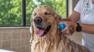 ¿Cuál es la frecuencia ideal para bañar a tu perro? ¡Descubre el secreto detrás del cuidado perfecto!
