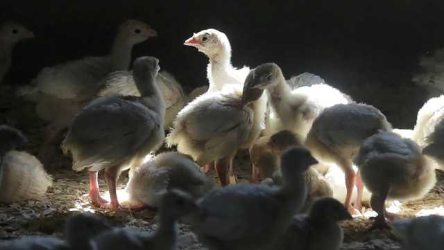 Spread of avian influenza tied to milk glands, per ISU study