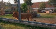 Muere león del parque Tangamanga I