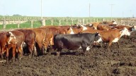 La Cámara de Feedlot rechaza proyecto sobre emisiones de metano por presión fiscal