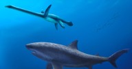 Science news: before megalodon a monster shark ruled the sea