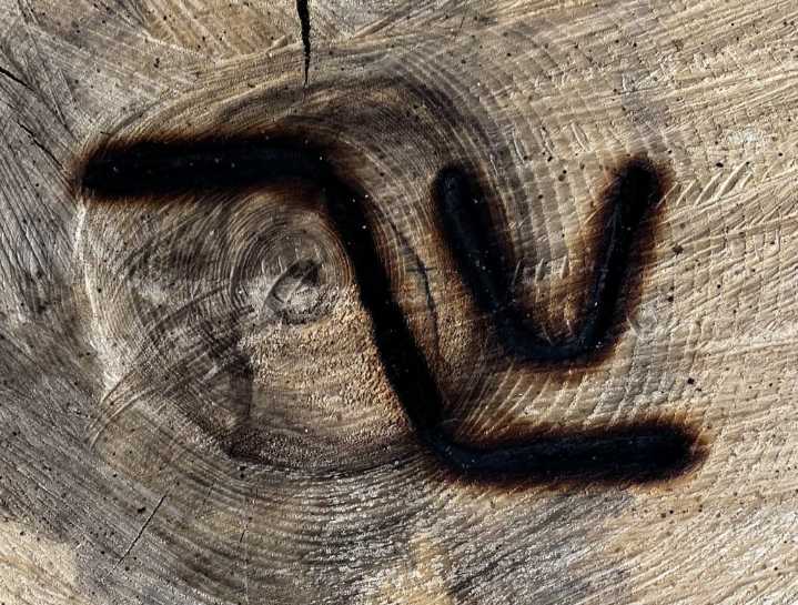 Weld County sheriff's looking for missing Angus cattle