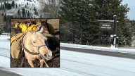 Search Intensifies For Horses Missing Six Weeks In Wyoming Backcountry