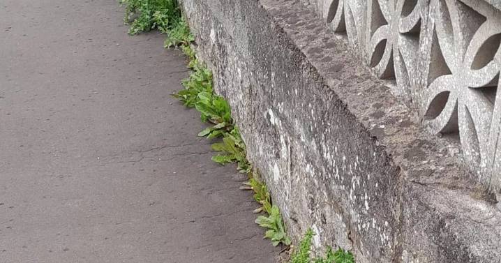 Perth and Kinross Council looking for a new contractor to do a better job at tackling weeds