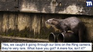 Family better than you because they've got an urban otter