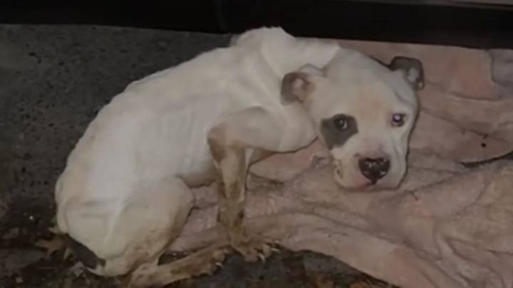 New York Woman Finds A Malnourished Dog Hiding Under Her Car And Races To Save Him