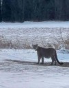 Mountain lion spotted in Duluth