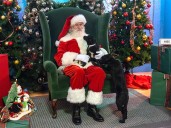 Get pet photos with Santa