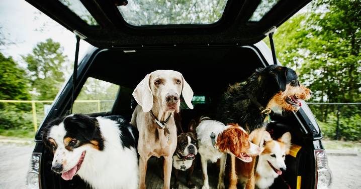 Dog owners warned of 'festive toxins' which could be 'dangerous' for your pet