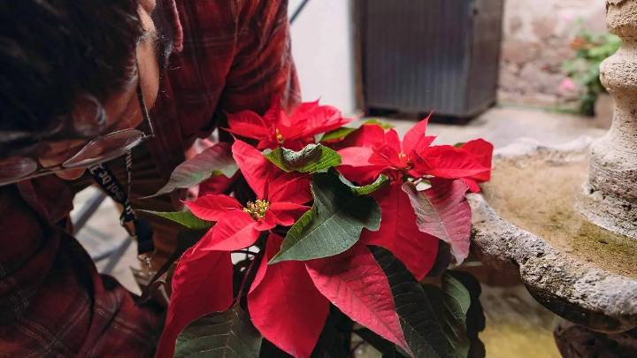 Cómo cuidar las nochebuenas: Estas son las recomendaciones para mantenerlas saludables