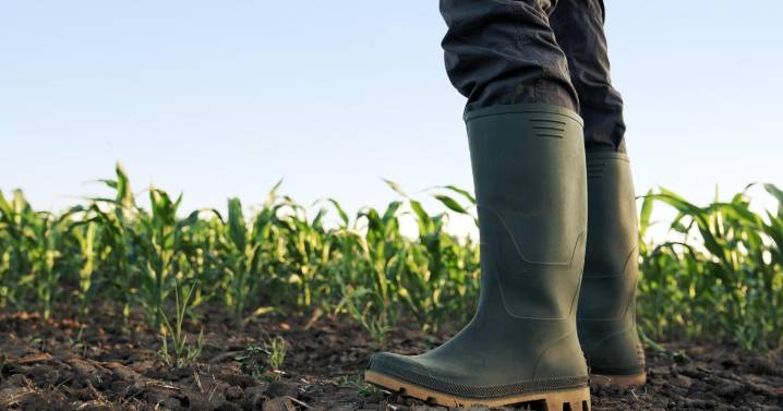 White House to announce $12 billion aid package for U.S. farmers