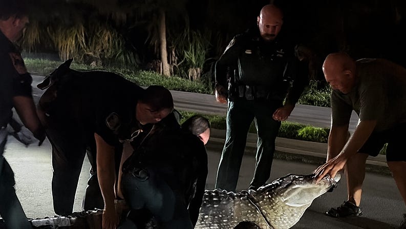 Watch 14-foot alligator removed from Sarasota residential street