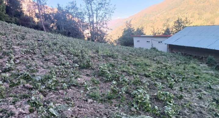 Inclemencias climatológicas destruyen alimentos esenciales en la provincia de Huamalíes