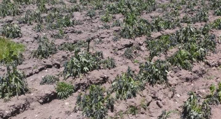 Heladas afectan cultivos en San Miguel de Cauri y Aparicio Pomares