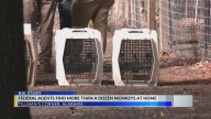 ALABAMA MONKEY RAID: Federal law enforcement raid Alabama home filled with monkeys