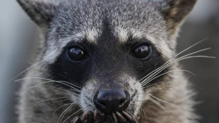 Drunk raccoon who ransacked Virginia liquor store is a serial break