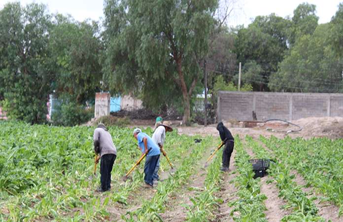 Impactan últimas heladas a cultivos de la entidad