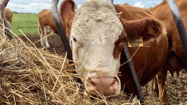 Beef prices are soaring. Here's why Canada is facing record