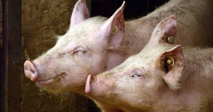 España probará en 2026 la primera vacuna contra la peste porcina africana