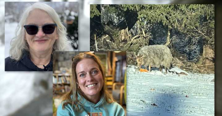 Ozaukee County neighbors captivated by search for two missing sheep roaming across the county for months