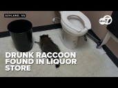Drunk raccoon found unconscious next to toilet after raiding Virginia liquor store