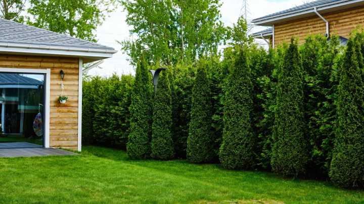 Hide Any Backyard Eyesore With This Evergreen Shrub That Makes A Perfect Privacy Fence