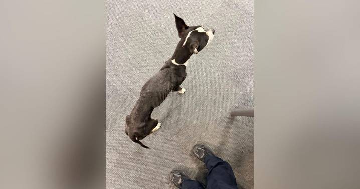 Emaciated dog found in West Park on Pittsburgh's North Side