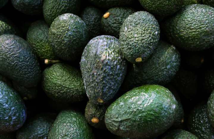 How to grow an avocado tree