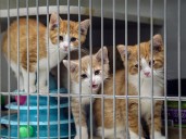 Paws and Whiskers gets larger facility for cat shelter