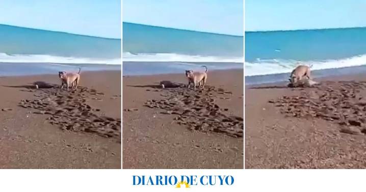 Un pitbull atacó a una cría de lobo marino y la Justicia intenta dar con el dueño