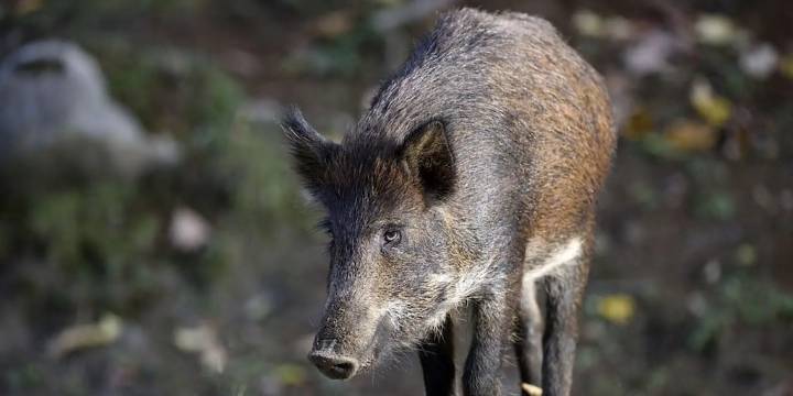 Chile veta la importación de productos porcinos desde toda España