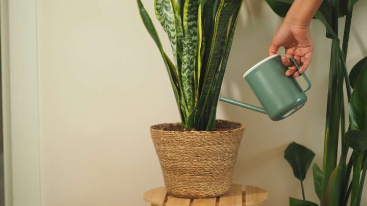Not Once A Day, Not Once A Week, Here's How Often To Water Snake Plant In The Winter