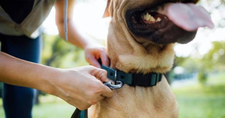 Bengaluru: Landlord, son booked for unleashing pitbull on two men