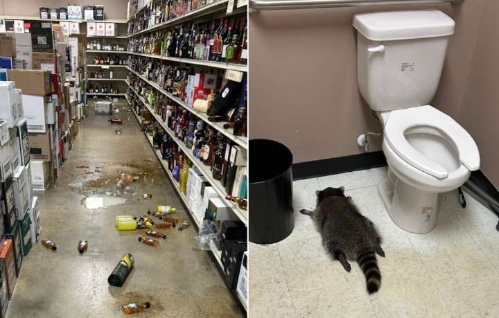 WATCH: Raccoon Breaks Into Liquor Store and Gets Drunk as a Skunk