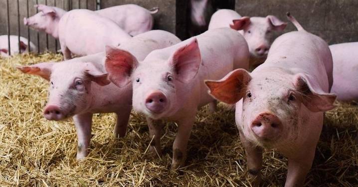 El precio de la carne de cerdo desciende un 30%, la mayor bajada en 30 años