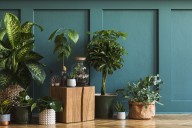 This Low-Maintenance Houseplant Was Just Named 2026’s Plant of the Year