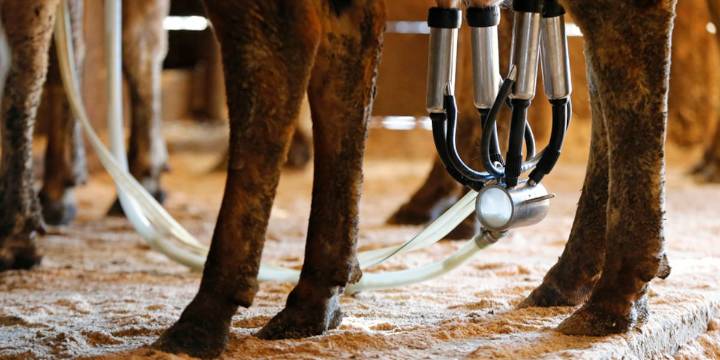 ISU study shows potential path for spread of highly pathogenic avian influenza