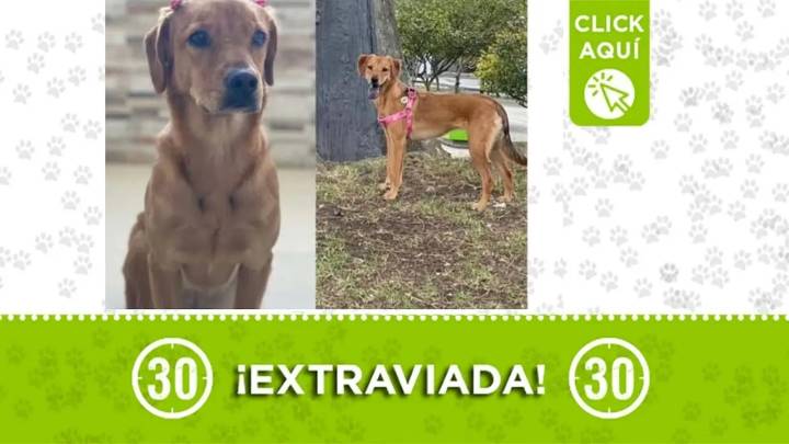 Moana se perdió en Bello: su familia la busca