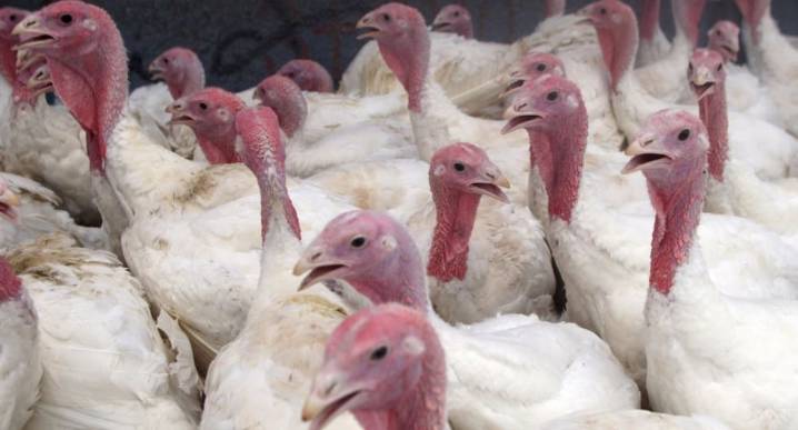 Midagri estima oferta comercial de pavos superará 2 millones para Navidad y Año Nuevo 2026
