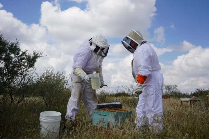 Invita Municipio a apicultores a adquirir sacos de azúcar