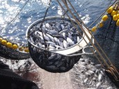 Las cofradías rechazan la pesca de cerco de atún en Canarias
