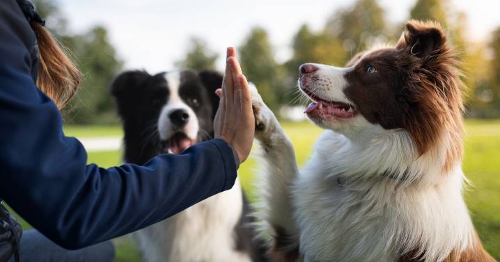 'I'm a professional dog trainer and these 5 breeds are more likely to bite'