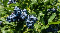 16 Plants To Avoid Growing Next To Blueberries At All Costs