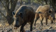 España despliega policías y soldados para rastrear jabalíes por brote de peste porcina africana