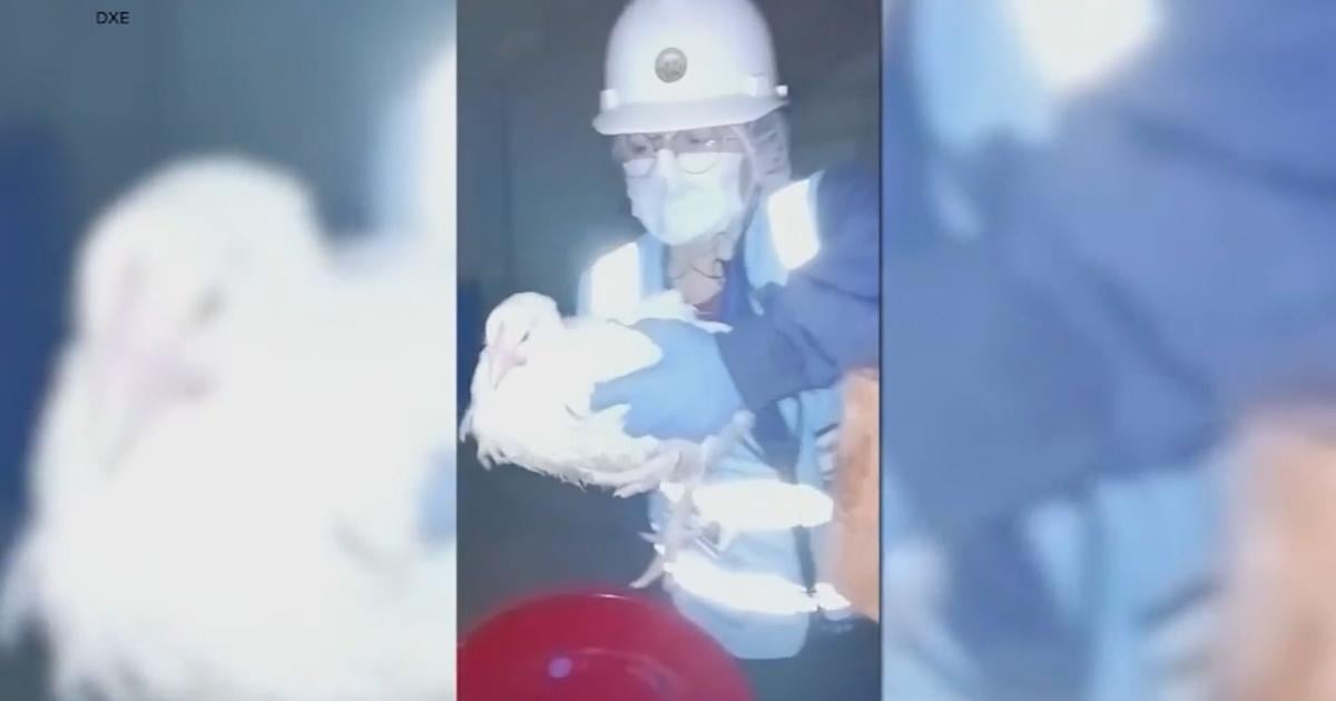 Animal rights activist Zoe Rosenberg sentenced for taking 4 chickens from farm