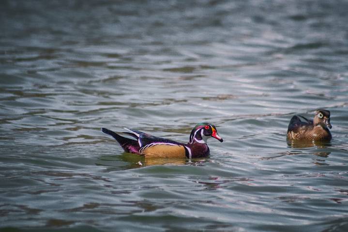 Llega a Parque Central otro espécimen de ave migratoria