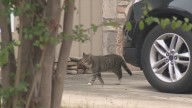 $10k reward offered after cat shot with blow dart in San Antonio